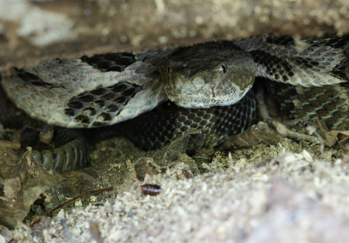 Timber Rattlesnake